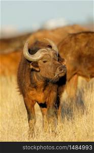 An African buffalo (Syncerus caffer) in open grassland, Mokala National park, South Africa