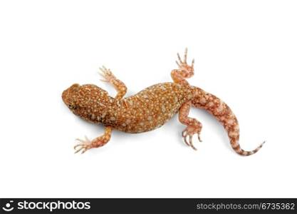 An African common barking gecko (Ptenopus garrulus) on white