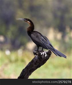 An African Darter (Anhinga melanogaster) drying its wings in the sun on the Chobe River in Chobe National Park in Botswana