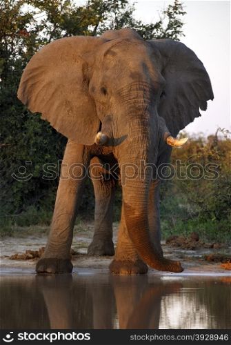 An African Elephant (Loxodonta africana) at a waterhole in the Savuti region of Botswana