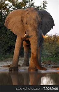 An African Elephant (Loxodonta africana) at a waterhole in the Savuti region of Botswana