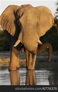 An African Elephant (Loxodonta africana) at a waterhole in the savuti region of Botswana