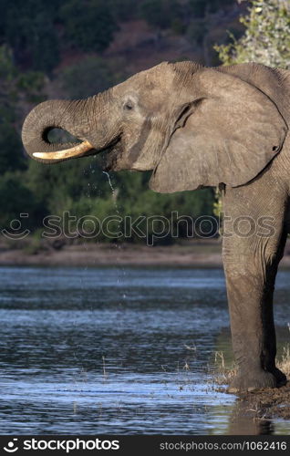 An African Elephant (Loxodonta africana) drinking at the Chobe River in northern Botswana, Africa.