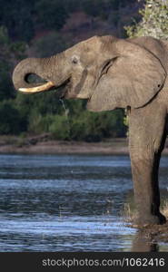 An African Elephant (Loxodonta africana) drinking at the Chobe River in northern Botswana, Africa.