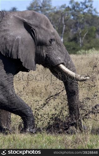 An African Elephant (Loxodonta africana) having a mud bath in the Savuti region of Northern Botswana.