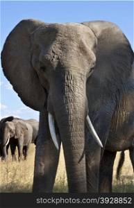 An african Elephant (Loxodonta africana) in the Savuti region of northern Botswana