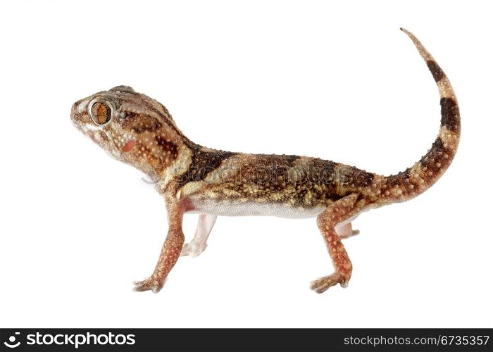 An African giant ground gecko (Chondrodactylus angulifer) on white