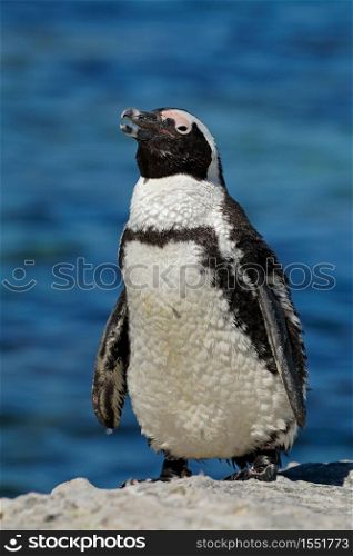 An African penguin (Spheniscus demersus) on coastal rocks, Western Cape, South Africa
