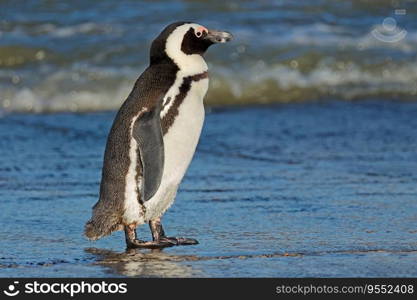 An African penguin (Spheniscus demersus) standing on the beach, South Africa

