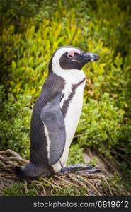 An African Penguin (Spheniscus Semersus) in its natural environment at Cape Peninsula in South Africa
