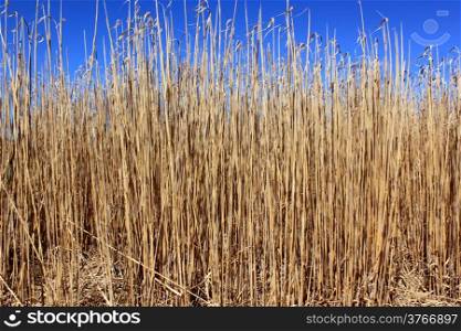 an agricultural field for an organic farming for the harvest of the reed on a bottom of blue sky
