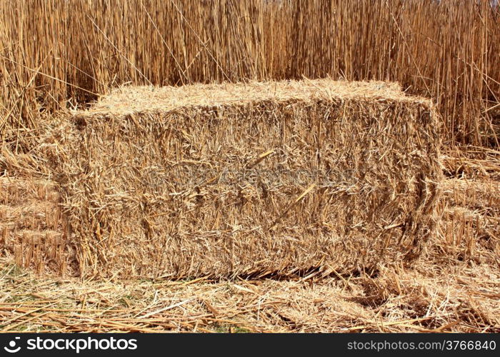 an agricultural field for an organic farming for the harvest of the reed in bundles