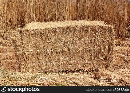 an agricultural field for an organic farming for the harvest of the reed in bundles