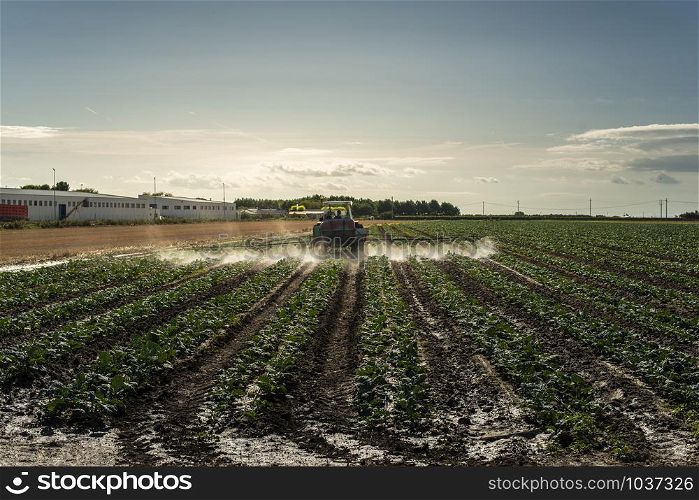 An agricultural tractor sprays plants with chemicals. Protection of plants by using pesticides. Sunset on the field.