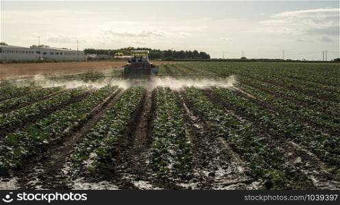 An agricultural tractor sprays plants with chemicals. Protection of plants by using pesticides. Sunset on the field.
