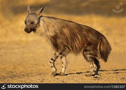 An alert brown hyena (Hyaena brunnea), Kalahari desert, South Africa