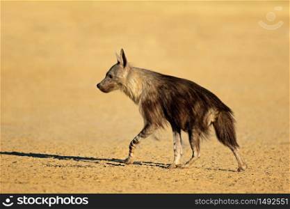 An alert brown hyena (Hyaena brunnea), Kalahari desert, South Africa