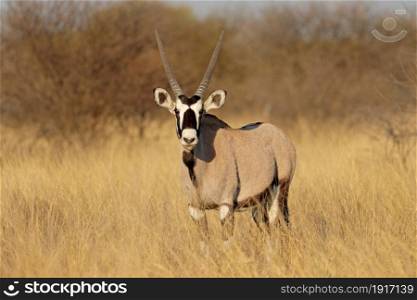 An alert gemsbok antelope (Oryx gazella) in natural habitat, South Africa