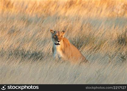 An alert lioness (Panthera leo) in dry grassland at sunset, Kalahari desert, South Africa