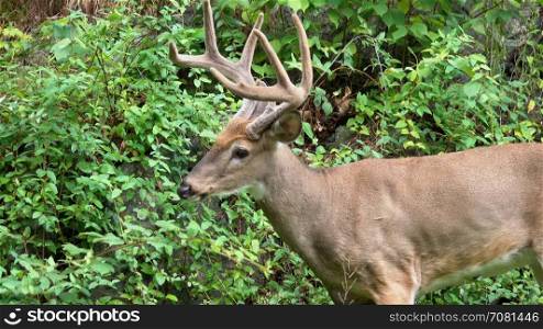 An alert male deer in the woods