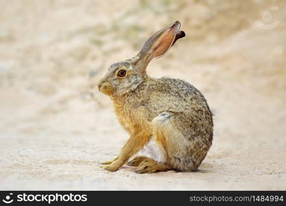 An alert scrub hare (Lepus saxatilis) sitting upright, South Africa