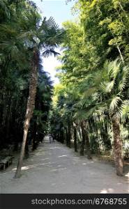 An alley of the park bamboo Anduze where almost all species are represented.