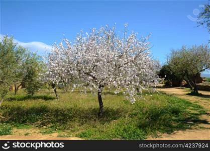 An almond tree in Sicily
