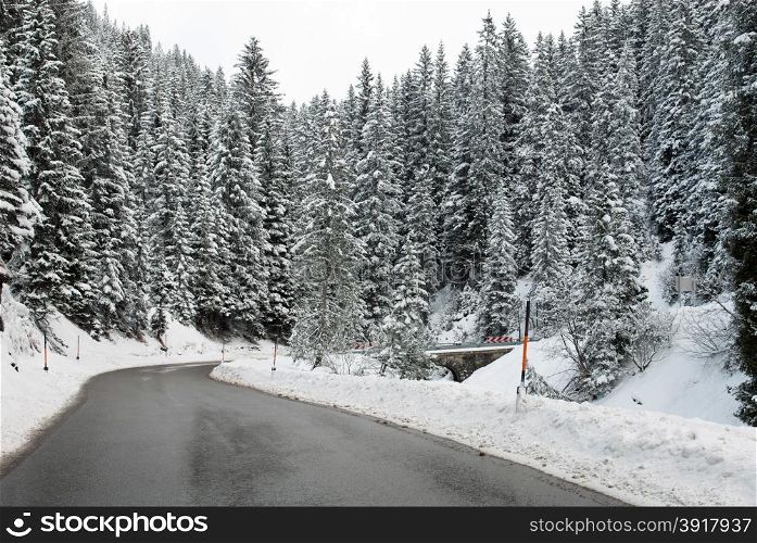 An alpine road through a forest in Austria
