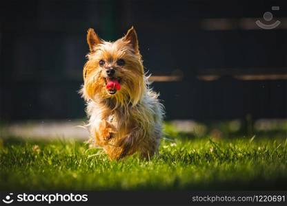 An amazing Yorkshire Terrier is having fun running towards camera. Canine background. An amazing Yorkshire Terrier is having fun running towards camera.