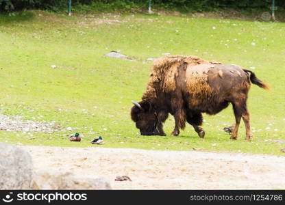 An American bison (Bison bison) grazing in the meadow