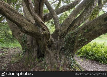 An ancient English Yew tree - Taxus Baccata in woodland in Ireland. All parts of a yew are toxic to humans, additionally, male and monoecious yews release cytotoxic pollen.
