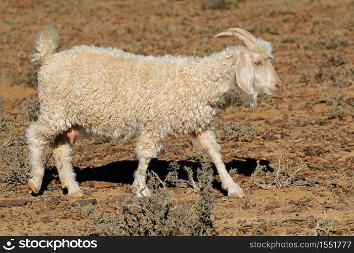 An Angora goat on a rural African free-range farm