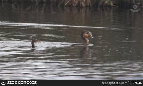 An anhinga attempts to swallow a huge fish, while another one chases after it. Shot in the Everglades