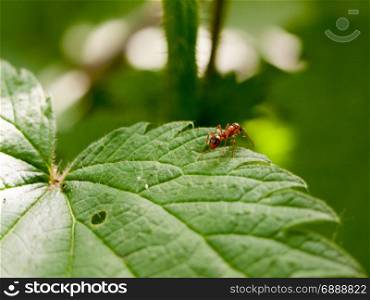 an ant crawling on a plant leaf at the edge of it in the forest