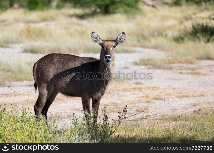 An antelope in the middle of the savannah of Kenya. Antelope in the middle of the savannah of Kenya