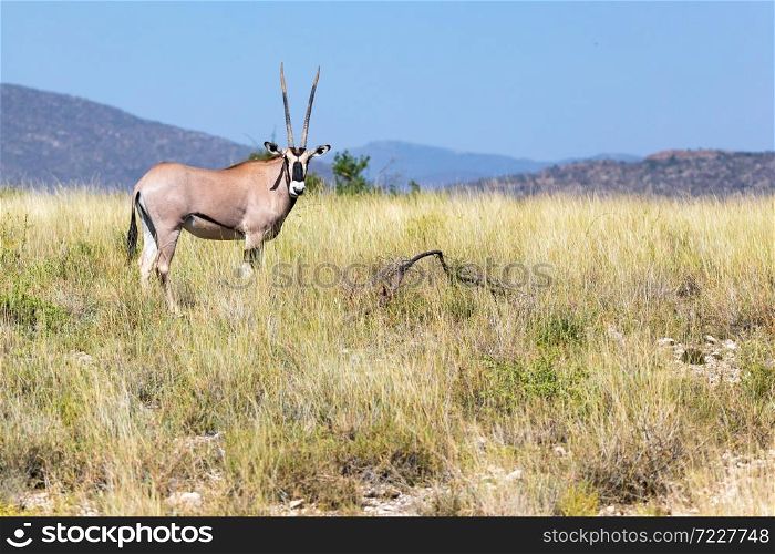 An antelope in the middle of the savannah of Kenya. Antelope in the middle of the savannah of Kenya