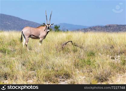 An antelope in the middle of the savannah of Kenya. Antelope in the middle of the savannah of Kenya