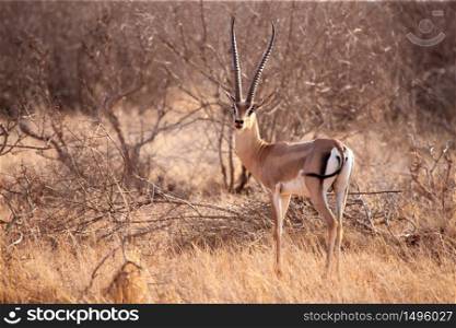 An antelope is standing in the savannah of Kenya