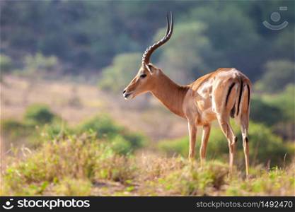 An antelope is standing, safari in Kenya