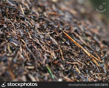 an anthill in the forest. summer