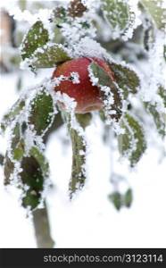 An apple in the winter