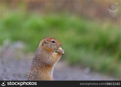 An arctic ground squirrel eating