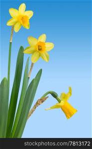 An arrangement of daffodils (narcissus) with clipping path
