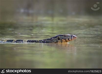 An Asian water monitor(Varanus salvator) is swimming on the river. Animals. Reptiles.