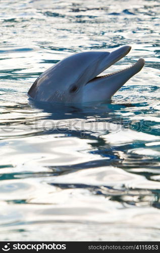 An Atlantic Bottle Nosed Dolphin with it&acute;s head out of the water