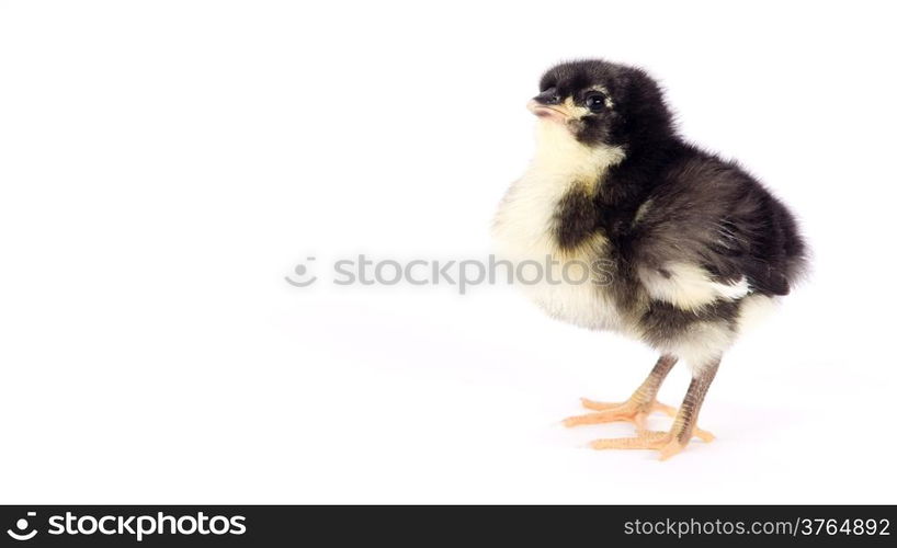 An Australian Baby Chicken Stands Alone Just a Few Days Old