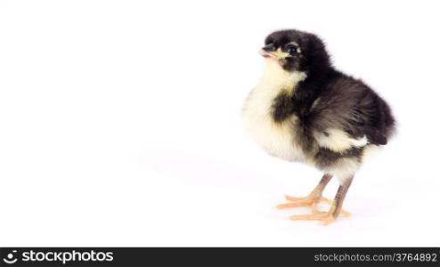 An Australian Baby Chicken Stands Alone Just a Few Days Old