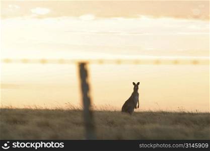 An Australian Icon, the Kangaroo.