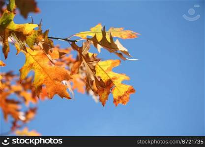 An autumn branch with yellow and orange leaves on a clear blue sky
