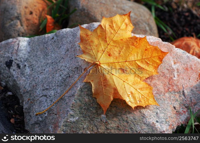 An autumn leaf laying on a rock